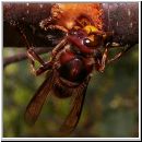 Vespa crabro - Hornisse 07.jpg